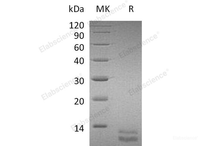 Recombinant Mouse C-X-C Motif Chemokine 1/CXCL1/GRO α Protein(C-6His)-Elabscience