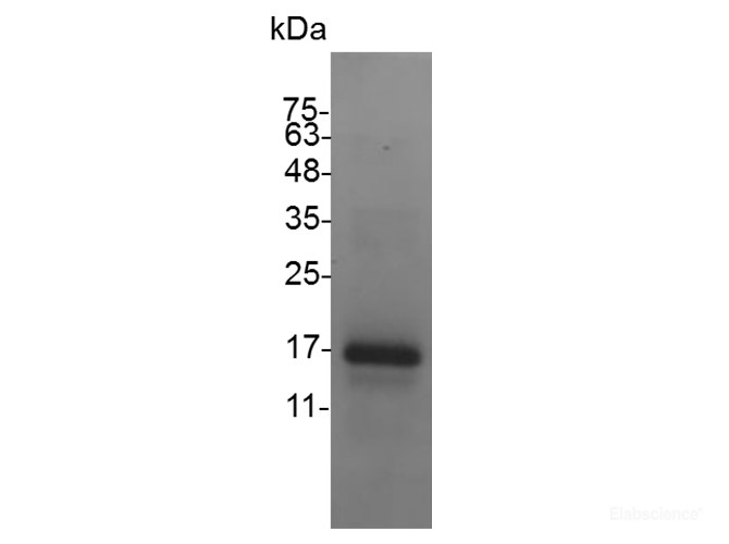 Recombinant Mouse C-X-C Motif Chemokine 9/CXCL9 Protein-Elabscience