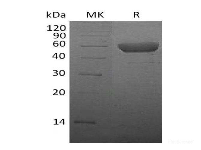 Recombinant Mouse Cytotoxic T-lymphocyte protein 4/CTLA-4/CD152 Protein(C-Fc) -Elabscience