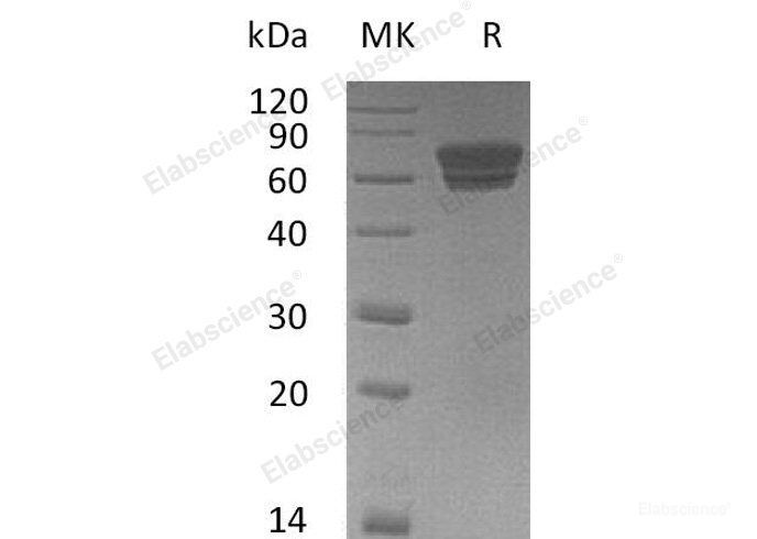 Recombinant Mouse Ectodysplasin Receptor/EDAR Protein(C-Fc) -Elabscience
