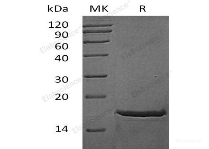 Recombinant Mouse Fibroblast Growth Factor 2/FGF-2/FGFb (Met1-Ser154)Protein-Elabscience