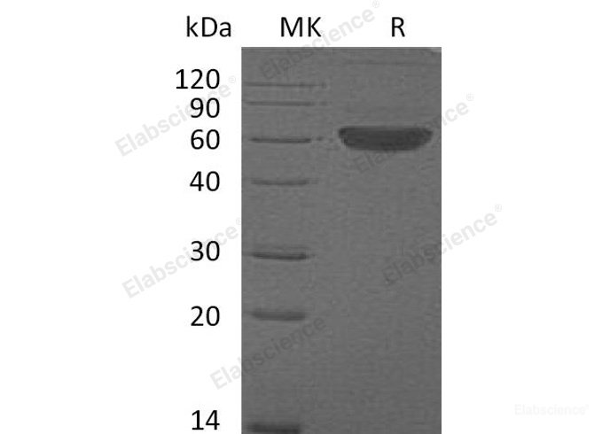 Recombinant Mouse Fms-Like Tyrosine Kinase 3 Ligand/FLT3LG Protein(C-Fc) -Elabscience