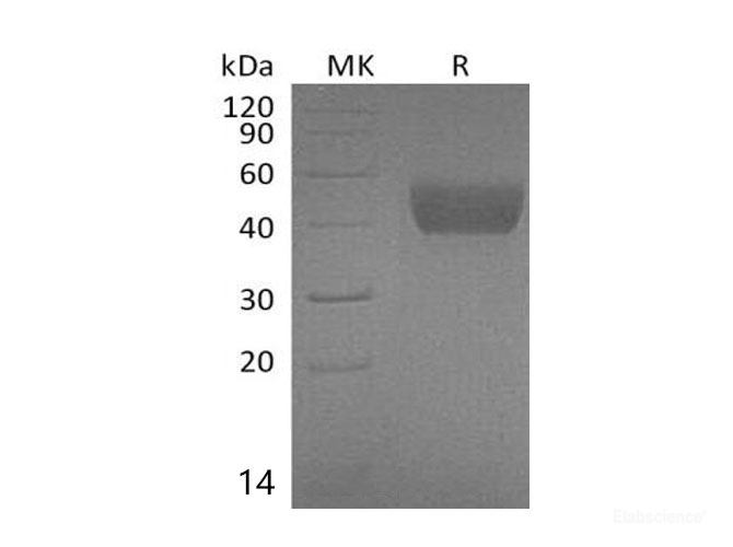 Recombinant Mouse Follistatin-Like 1/FSTL1 Protein(C-6His) -Elabscience