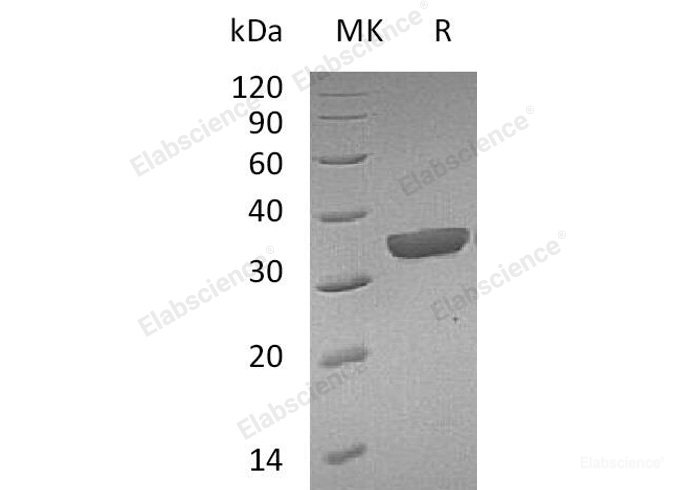 Recombinant Mouse Granzyme B(G,H)/GZMB Protein(C-6His)-Elabscience