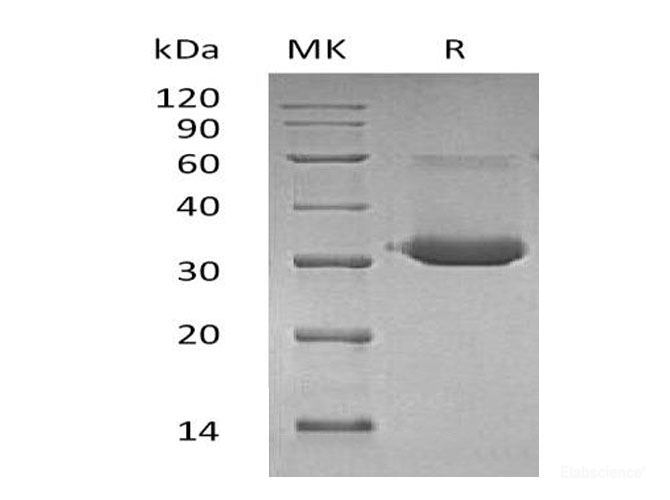 Recombinant Mouse Ig γ-1 Chain C Region/IGHG1Protein-Elabscience