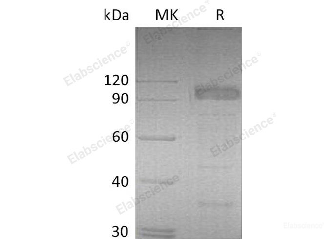 Recombinant Mouse IL-23 Receptor/IL-23R Protein(C-Fc) -Elabscience