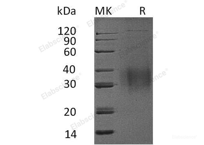 Recombinant Mouse IL-9 Protein-Elabscience