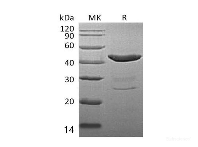 Recombinant Mouse Indoleamine 2,3-Dioxygenase/IDO/INDO Protein(N-6His) -Elabscience