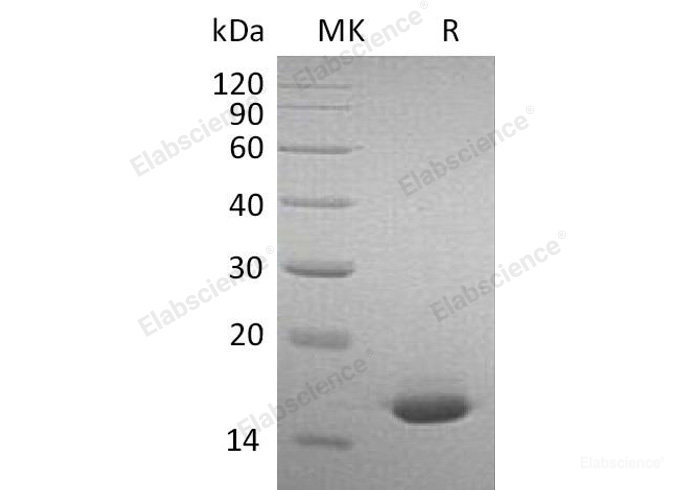 Recombinant Mouse Interferon α-2 Protein-Elabscience