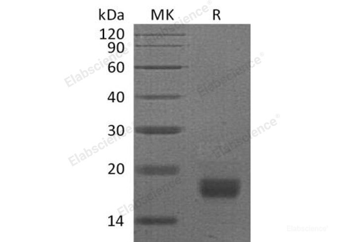 Recombinant Mouse Interferon γ/IFN-γ Protein-Elabscience