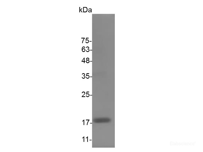 Recombinant Mouse Interleukin-10/IL-10Protein-Elabscience