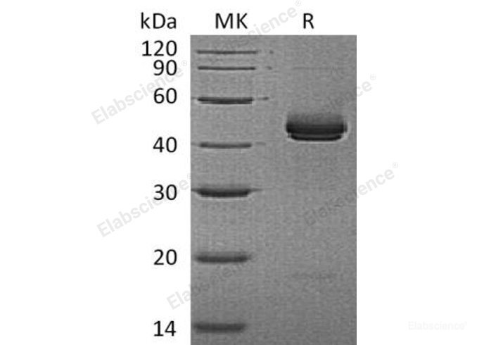 Recombinant Mouse Interleukin-12 Subunit β/IL-12 p40/IL-12B Protein(C-6His) -Elabscience