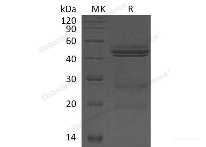 Recombinant Mouse Interleukin-12/IL-12 Protein-Elabscience