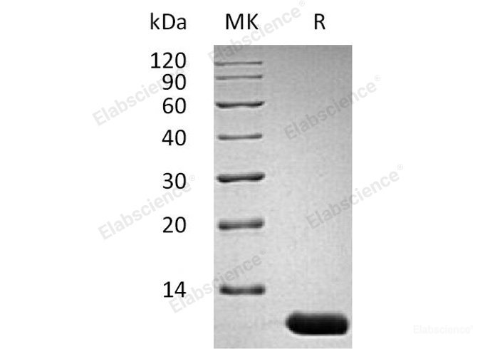 Recombinant Mouse Interleukin-13/IL-13 (Ser26-Phe131)Protein-Elabscience