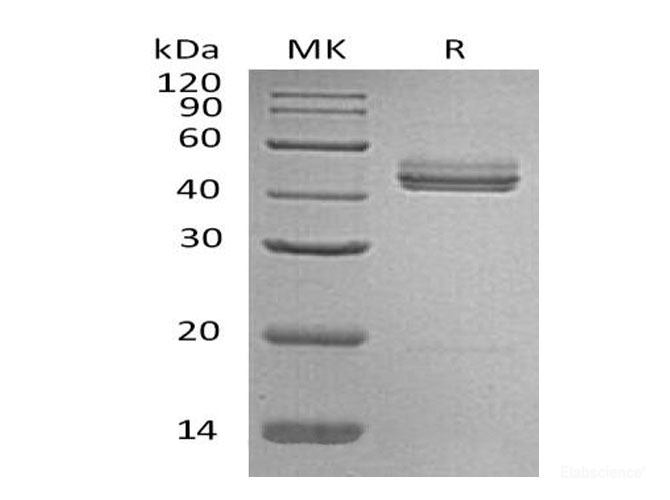 Recombinant Mouse Interleukin-23/IL-23 Protein-Elabscience