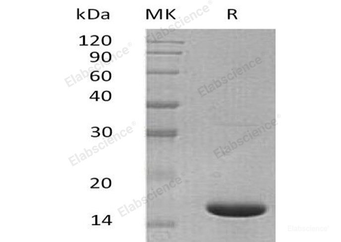 Recombinant Mouse Interleukin-36 α/Il36a/IL-1F6Protein-Elabscience