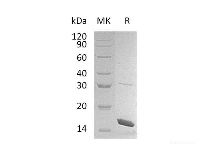 Recombinant Mouse Interleukin-36b/IL-36b/IL1F8 Protein-Elabscience
