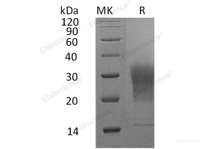 Recombinant Mouse LAIR1 Protein(C-6His) -Elabscience