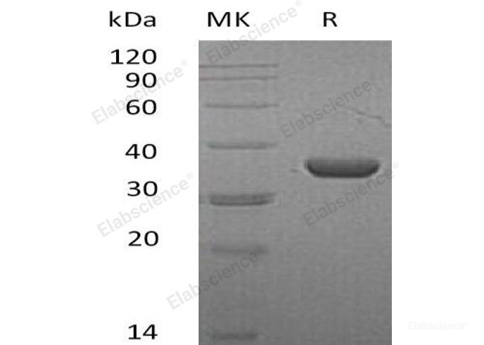 Recombinant Mouse L-Lactate Dehydrogenase/LDHA/LDH1 Protein(C-6His)-Elabscience