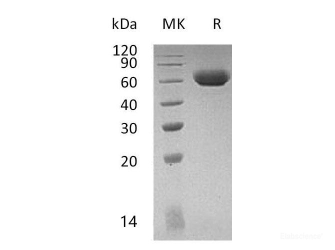 Recombinant Mouse Lymphocyte Activation Gene 3/LAG-3/CD223 Protein(C-6His) -Elabscience