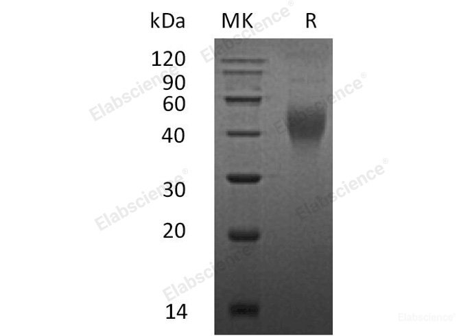 Recombinant Mouse M-CSF/CSF1 Protein-Elabscience