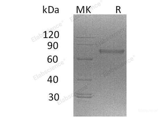 Recombinant Mouse Natural Cytotoxicity Triggering Receptor 1/NCR1Protein(C-6His) -Elabscience