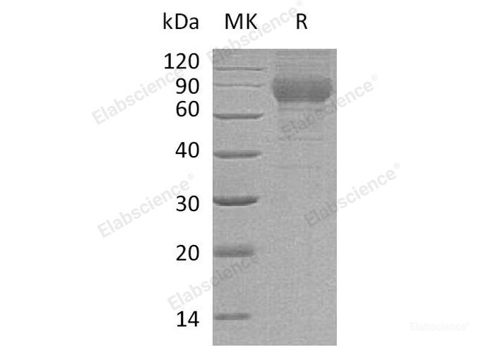 Recombinant Mouse Plexin Domain-Containing Protein 2/PLXDC2 Protein(C-6His)  -Elabscience