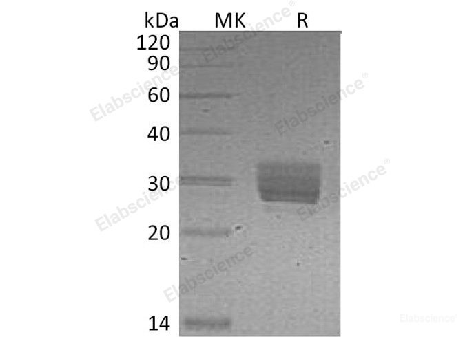 Recombinant Mouse Protein CREG1/CREG Protein(C-6His) -Elabscience