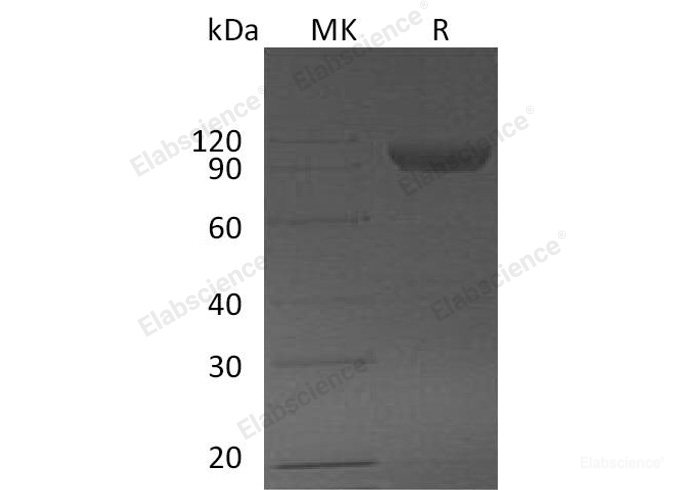 Recombinant Mouse Serpin F2/Alpha-2-Antiplasmin Protein(C-Fc) -Elabscience