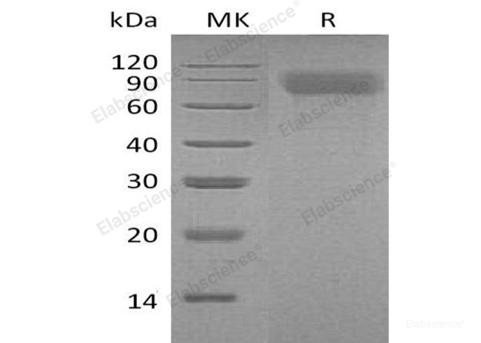 Recombinant Mouse Thrombopoietin/THPO/TPO Protein(N-6His) -Elabscience