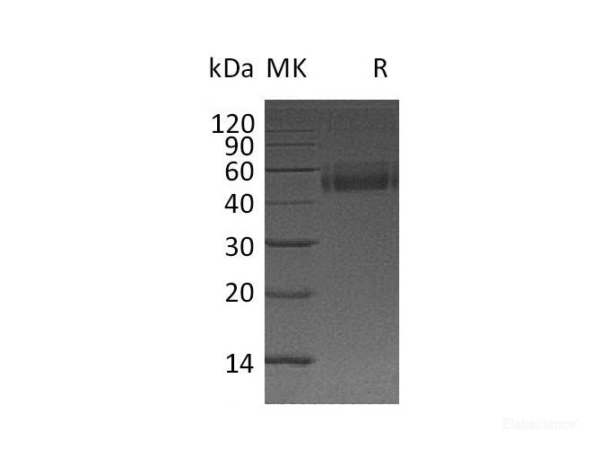 Recombinant Mouse Thymic Stromal Lymphopoietin/TSLP Protein(C-Fc)-Elabscience