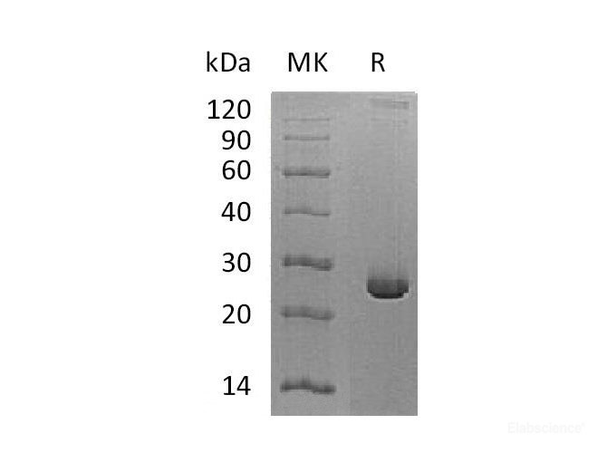 Recombinant Mouse Transforming Growth Factor β-2/TGFβ2/TGFB2 Protein-Elabscience