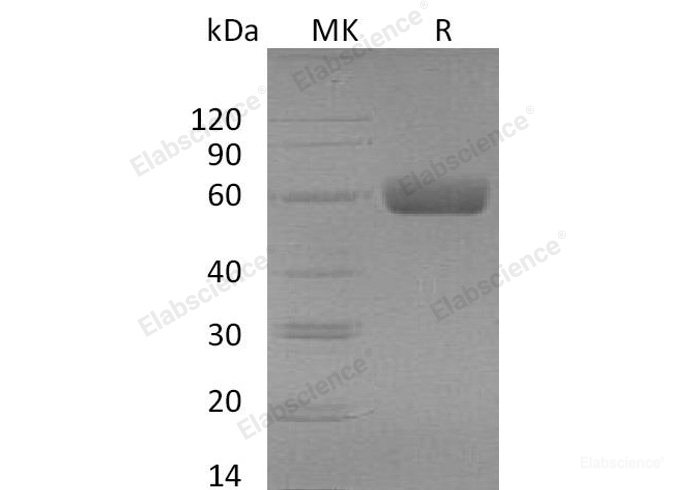 Recombinant Mouse Transforming Growth Factor-β Receptor Type II/TGFBR2 Protein(C-Fc) -Elabscience