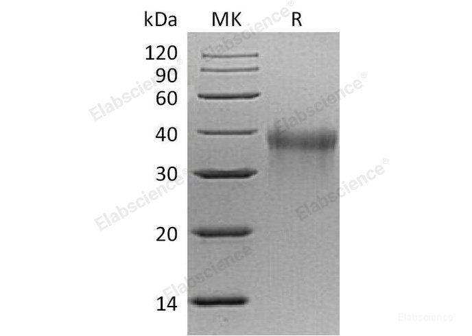 Recombinant Mouse TREM-1/CD354 Protein(C-6His) -Elabscience
