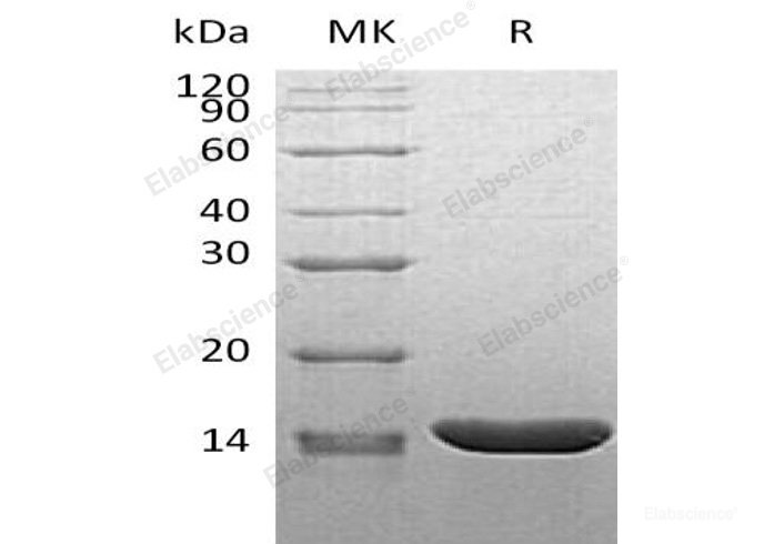Recombinant Mouse Tumor Necrosis Factor/TNFαProtein-Elabscience