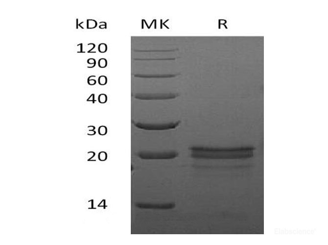 Recombinant Mouse VEGF-A/VEGF164Protein-Elabscience