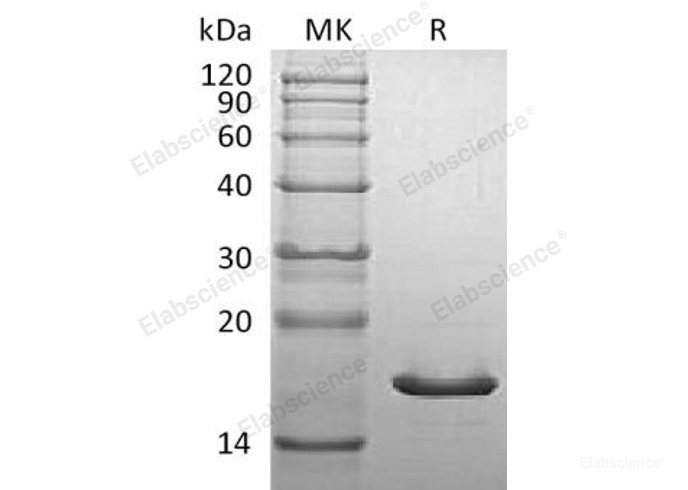 Recombinant Mouse α-Synuclein/SNCA Protein-Elabscience