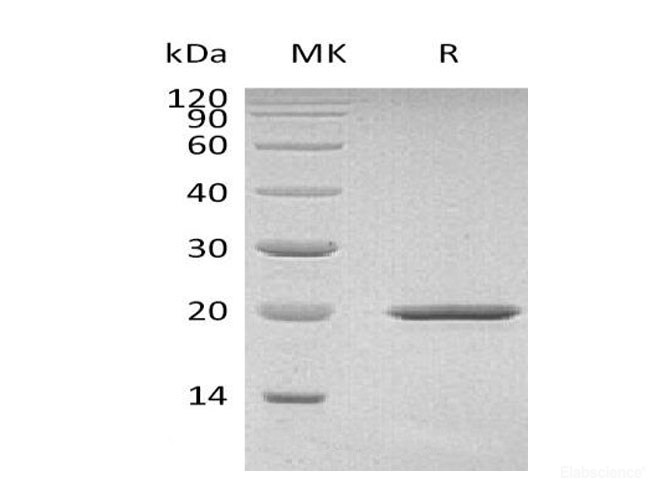Recombinant Mouse Sonic Hedgehog Protein-Elabscience