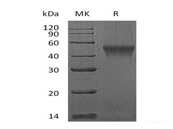 Recombinant Mouse Fc receptor-like protein 1 Protein-Elabscience