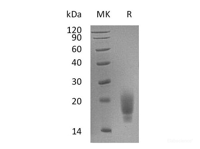 Recombinant Mouse T cell Immunoreceptor with Ig and ITIM domains Protein-Elabscience