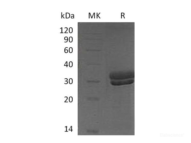 Recombinant Mouse Kallikrein 7 Protein-Elabscience