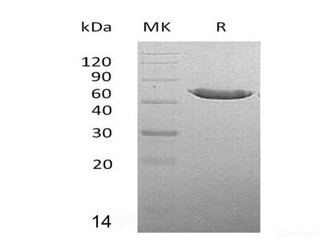 Recombinant Mouse Carboxypeptidase A2 Protein-Elabscience