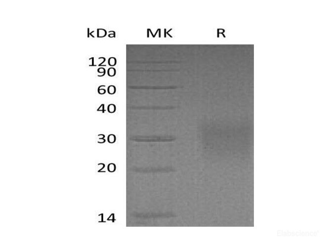 Recombinant Mouse CD83 Protein-Elabscience