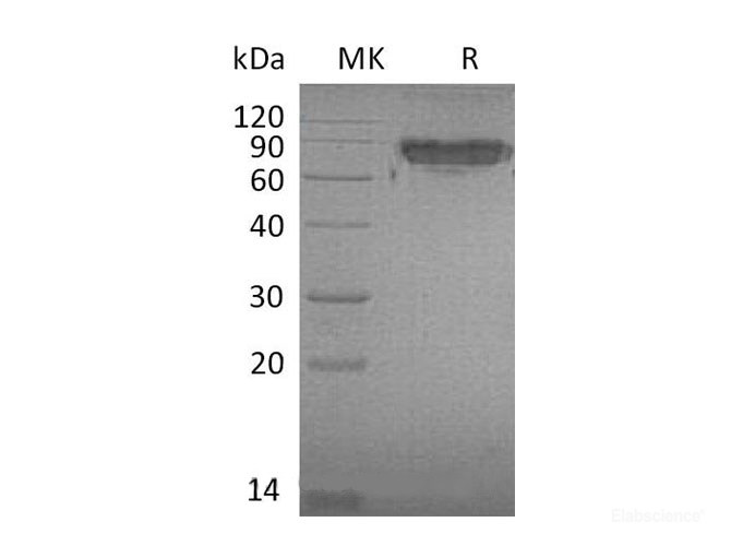 Recombinant Mouse Intercellular adhesion molecule 2 Protein-Elabscience