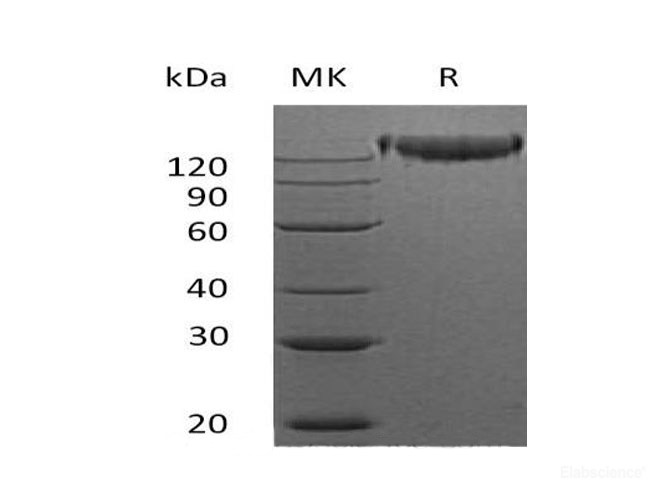 Recombinant Mouse Semaphorin 4D Protein-Elabscience