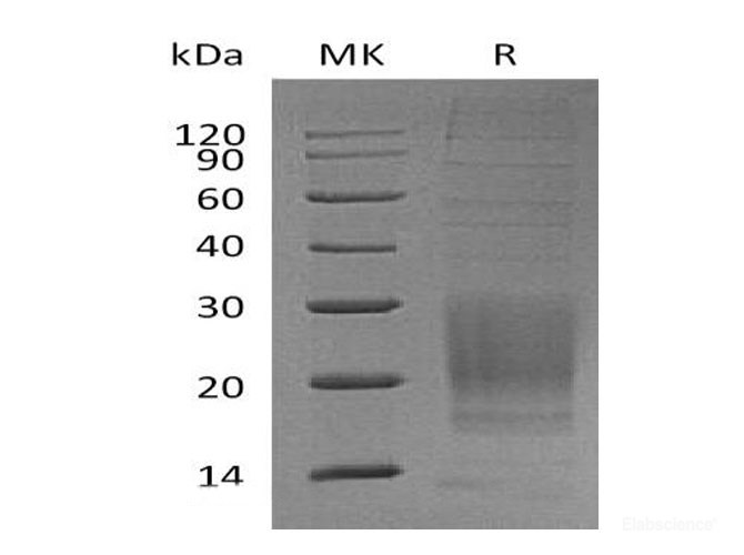 Recombinant Mouse Inducible T-cell Costimulator Protein-Elabscience