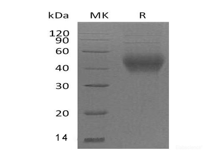 Recombinant Mouse SLAM Family Member 2 Protein-Elabscience