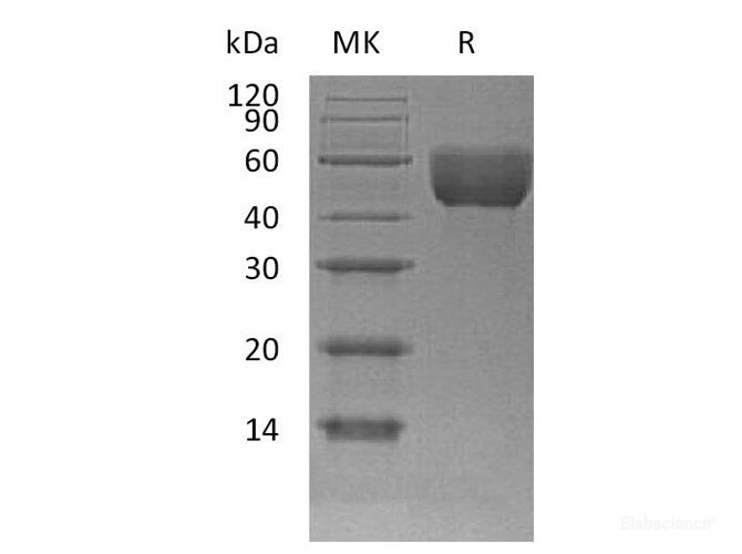 Recombinant Mouse Basigin Protein-Elabscience
