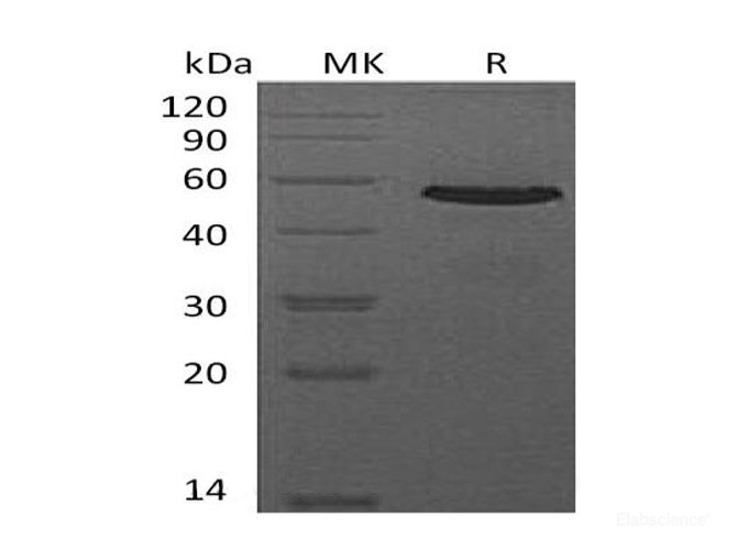 Recombinant Mouse CD40L Receptor Protein-Elabscience