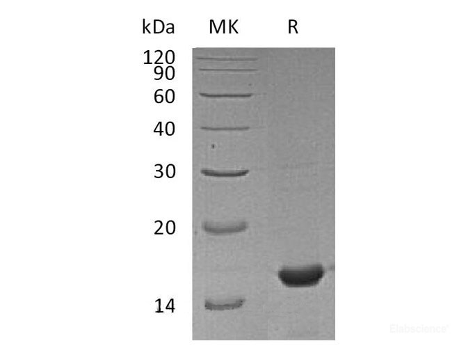 Recombinant Mouse Peptidyl-prolyl Cis-trans Isomerase A Protein-Elabscience
